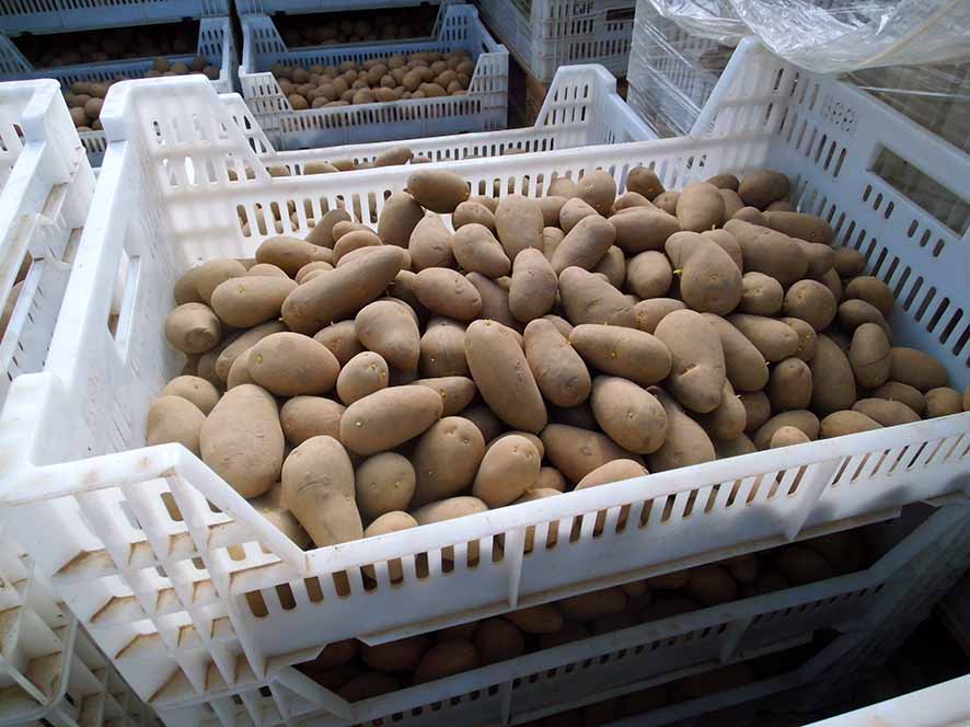 Mausbeck_Kartoffelpflanzung_1    